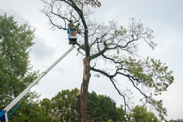 How Our Tree Care Process Works  in  Cayucos, CA