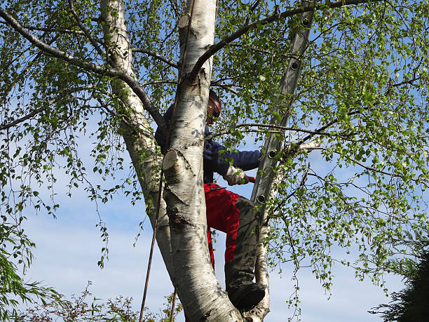 Best Tree and Shrub Care  in Yucos, CA